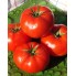 Томат Бобкат F1 (syngenta)